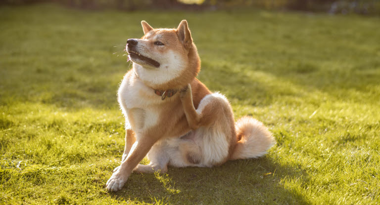 Si votre chien se gratte beaucoup plus que d'habitude, cela peut être un signe de démangeaisons.