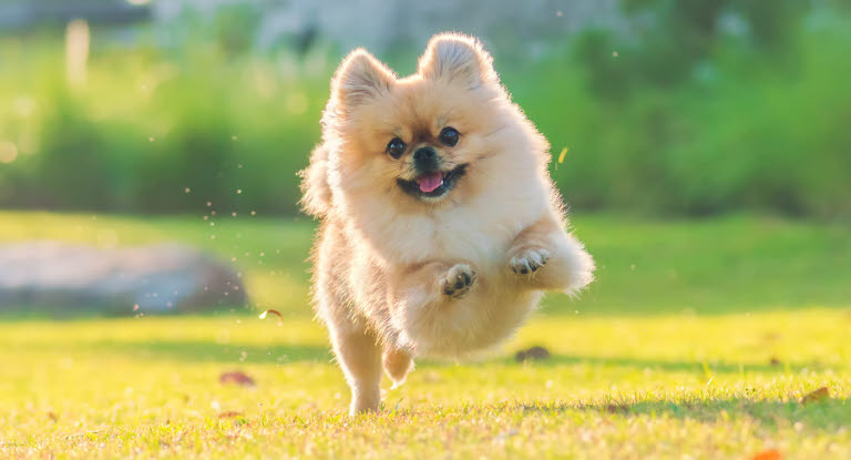 Spitz nain Poméranian qui court dans l'herbe chiot