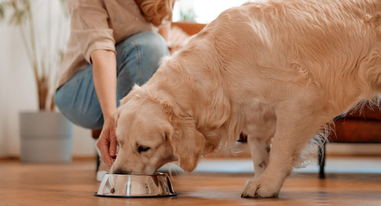 Golden retriever qui mange des croquettes dans sa gamelle 