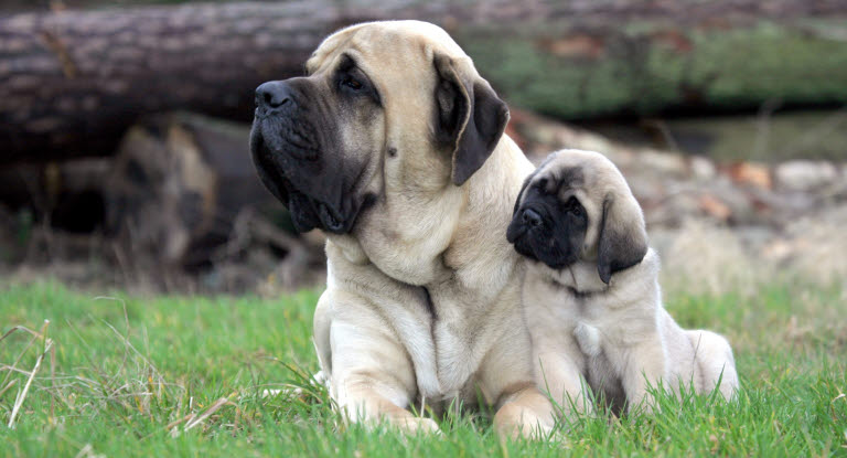 Un chien Mastiff et un chiot Mastiff