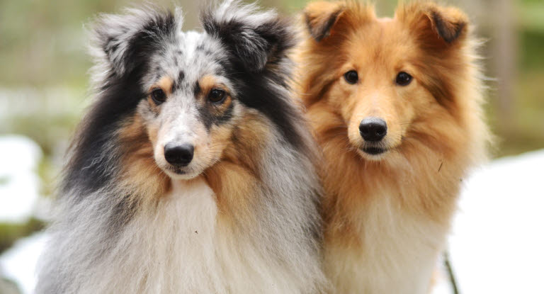 2 chiens de Berger des Shetlands