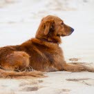 Chien couché sur la plage