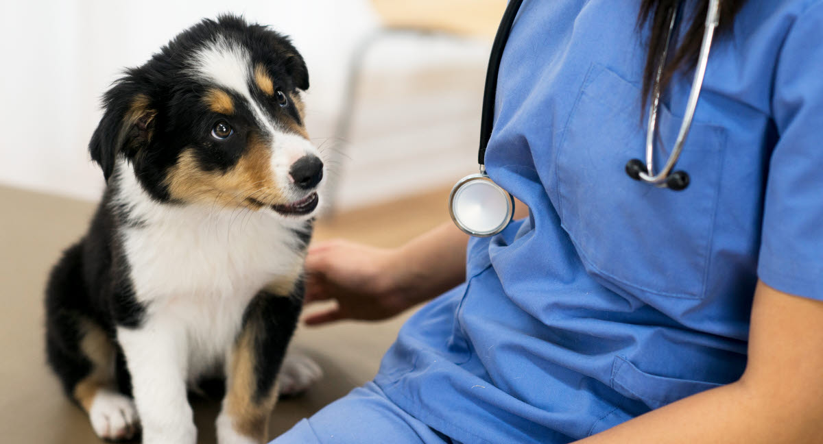 Chiot avec un seul testicule Agria Assurance pour animaux