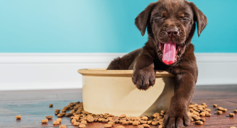 Un chiot avec la patte posée sur sa gamelle et les croquettes éparpillées sur le sol