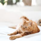 Un chat orange s'étire.