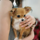 Chihuahua dans les bras
