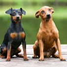 Deux pinscher allemand brun et noir