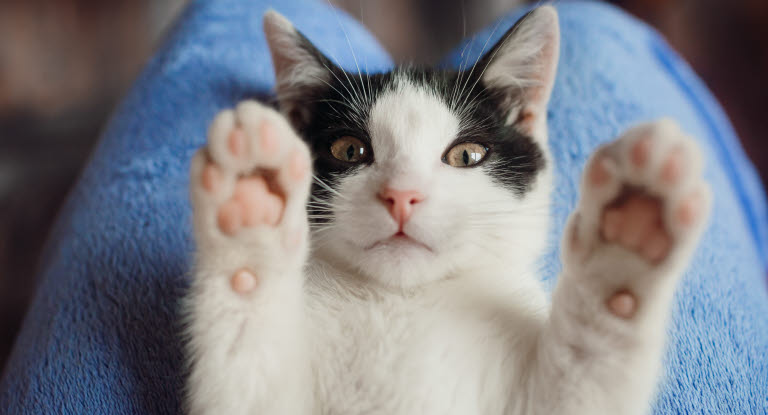 chat blanc et noir allongé sur le dos sur les genoux