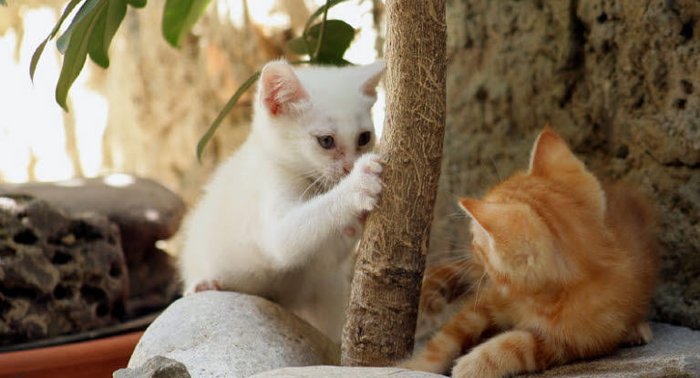 Un chaton blanc fait ses griffes sur un tronc près d'un chaton roux