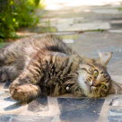 Un chat à poils longs allongs dans l'allée du jardin