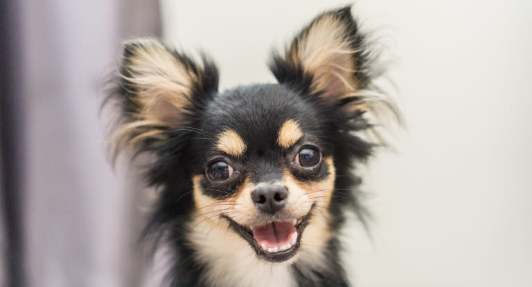 Chien Chihuahua à poils longs