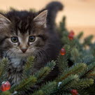 Chaton avec une branche de sapin