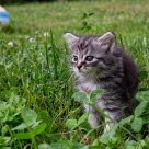Un chaton dans l'herbe