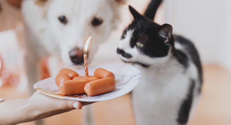 chat et chien devant assiette de saucisses avec une bougie