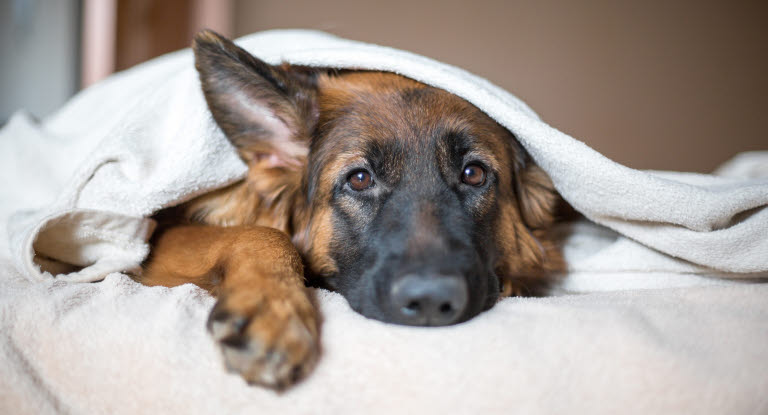 Un chien sous une couverture