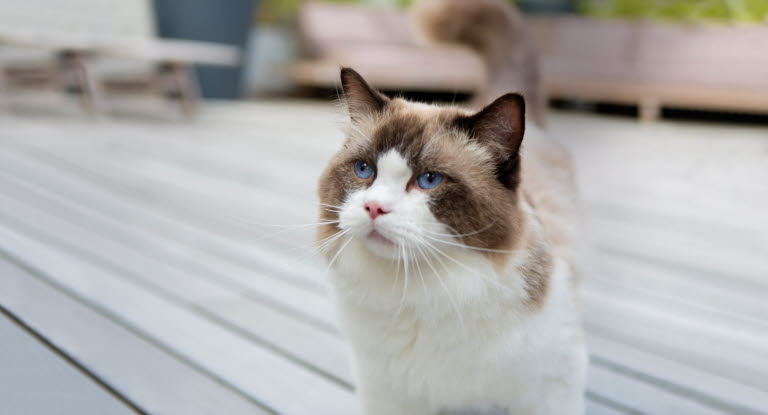 chat sur la terrasse