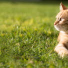 Chat portant un collier allongé dans l'herbe