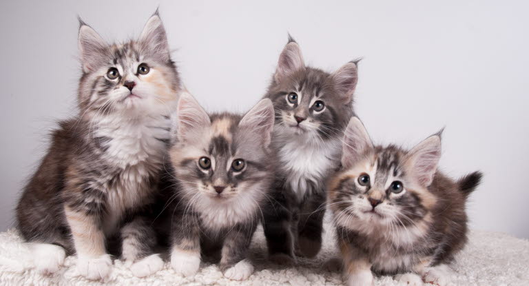 Norvegien Agria Assurance Pour Animaux