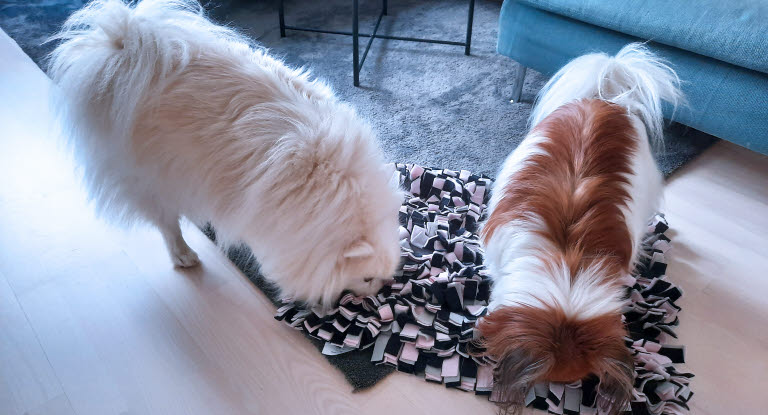 Deux chiens cherchant leur nourriture dans un tapis pour chien