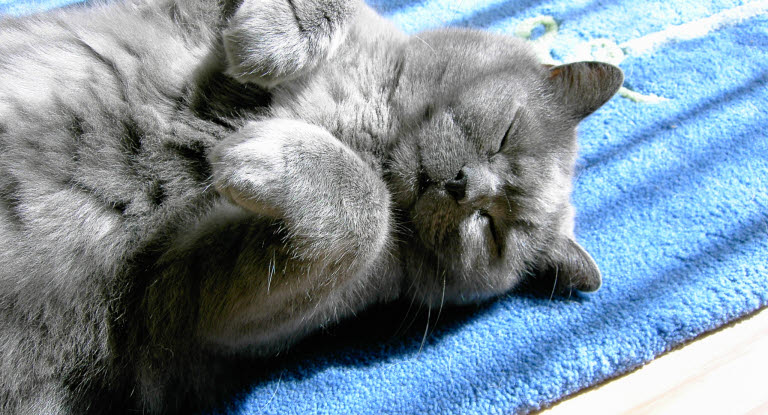 Un chat gris allongé sur le dos avec les pattes repliées
