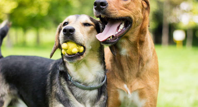 Deux chiens en train de jouer dont l'un avec une balle dans la gueule
