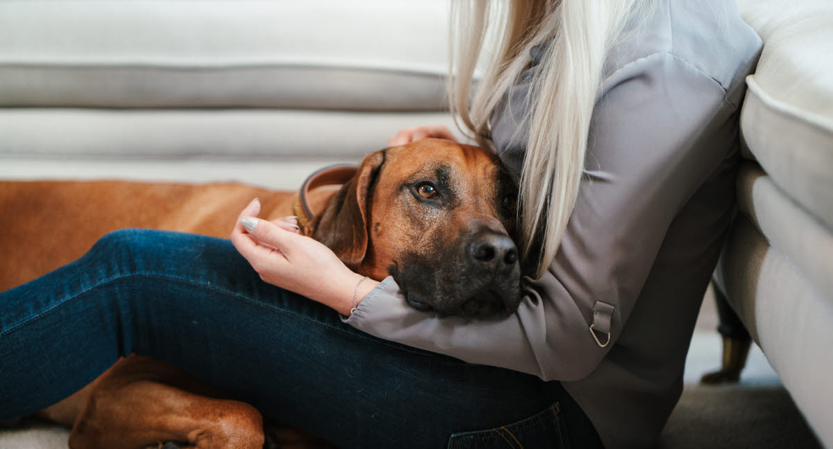 La maladie de Carré chez le