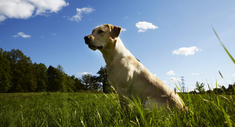 Un chien en pleine forme en plein air