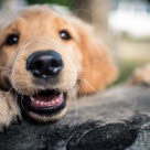 Golden Retriever tête posé sur un tronc d'arbre