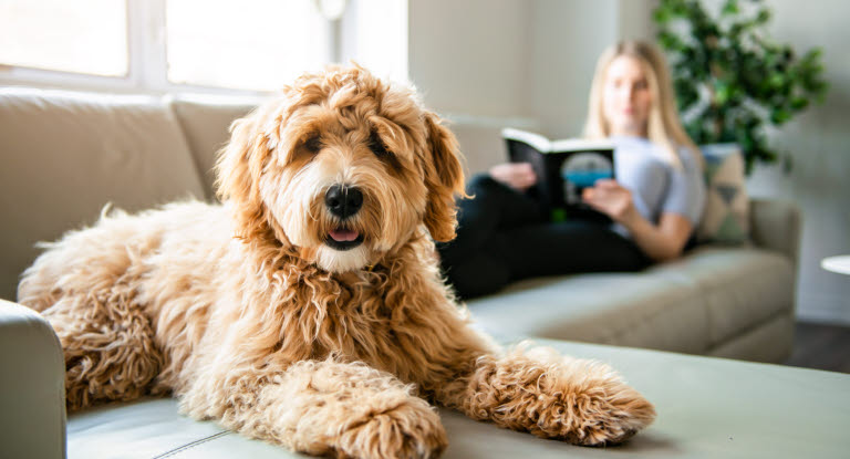 labradoodle assit sur le canapé