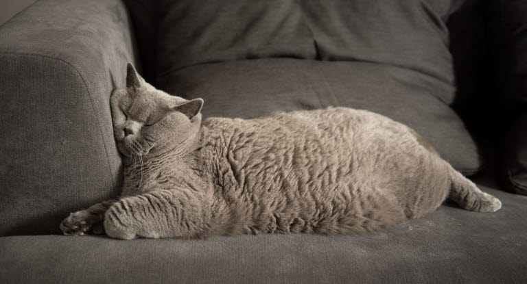 Chat gris allongé sur un canapé