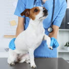 Examen d'un chien malade