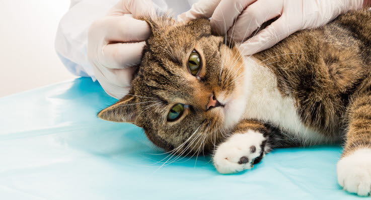 Probleme Oreille Interne Chez Le Chat