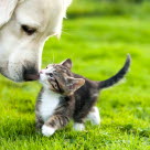 Chien et chaton nez à nez dans l'herbe