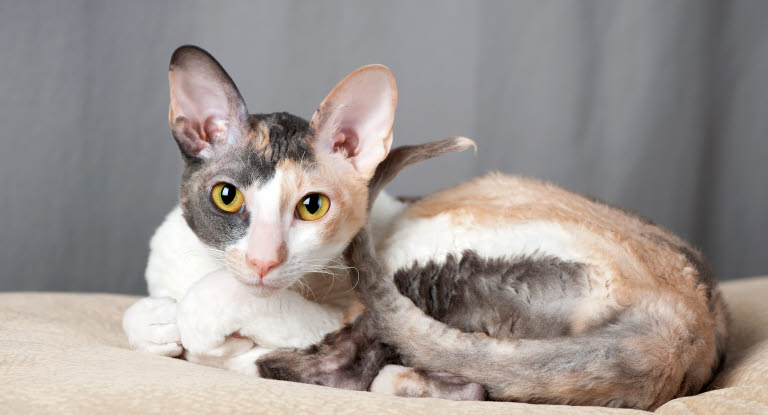 Chat Cornish Rex allongé