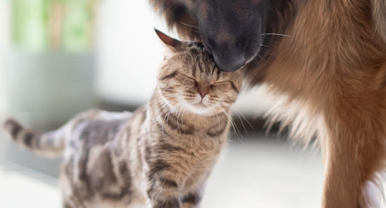 chien et chat câlins