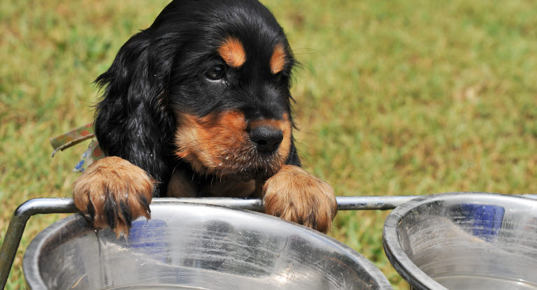 Un chiot devant une gamelle vide