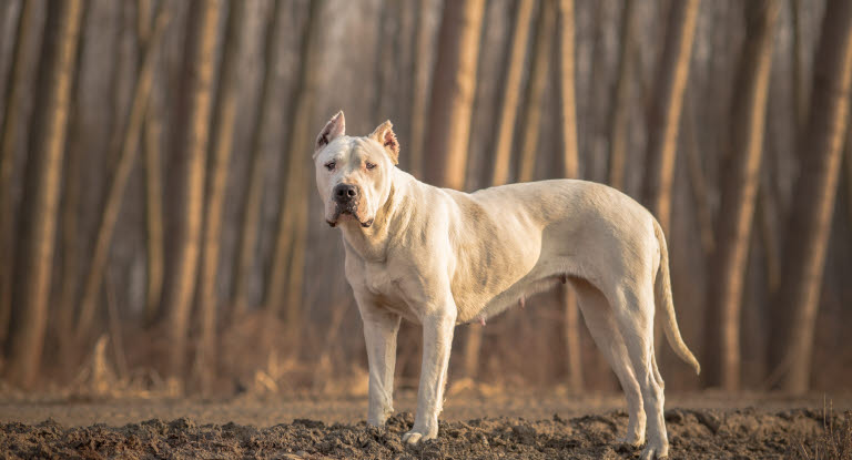 Dogue Argentin blanc