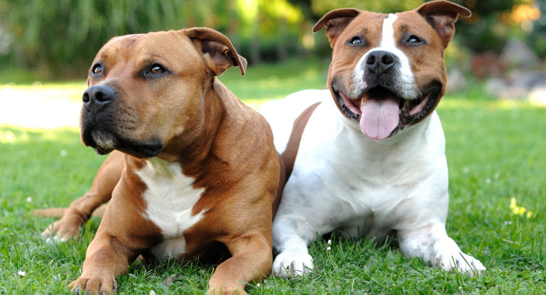 2 chiens Amstaff