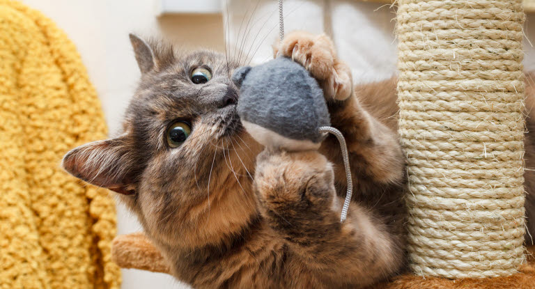 Chat dans son arbre à chat