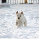 Westie dans la neige