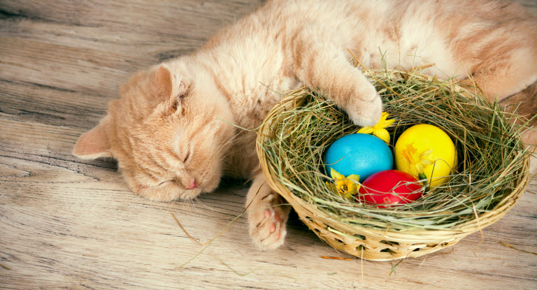 Un chat roux couché à côté d'un nid rempli d'oeufs de Pâques