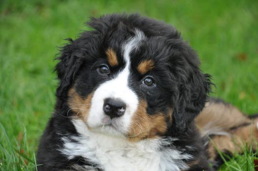 Un chiot Bouvier Bernois regarde l'objectif