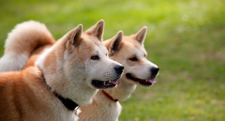 2 Akita Inu