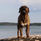 chien Tosa sur la plage