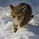 Un chat marchant dans la neige