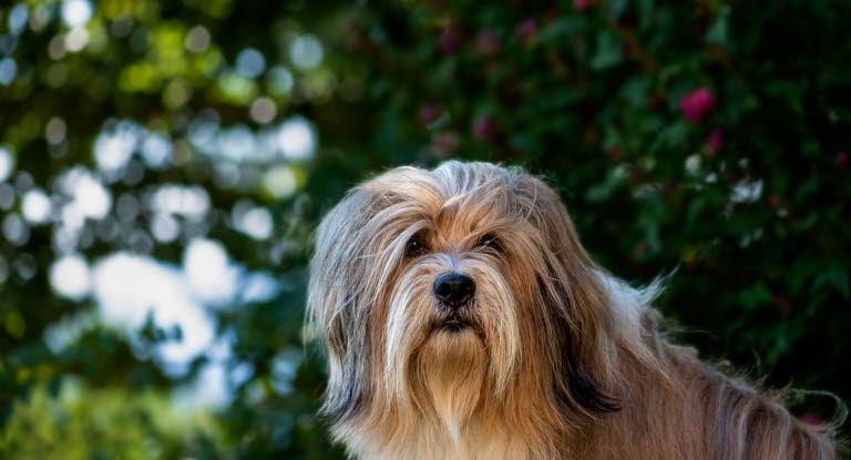 Terrier Tibétain