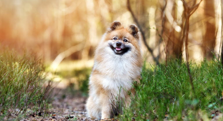 Spitz Allemand