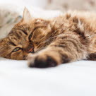 Chat se remettant d'une crise d'épilepsie.