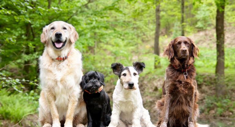 4 chiens, races, tailles et âges différents