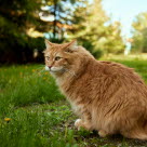 Chat American Bobtail